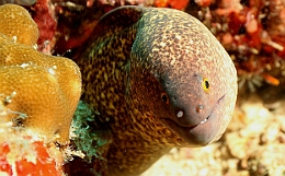 Sipadan_2015_Murene a lisere jaune_Gymnothorax flavimarginatus_IMG_3131_rc